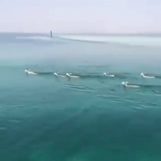 قطيع من الغزلان يعبر خليج العقبة من سيناء إلى تبوك السعودية 6 نوفمبر 2019