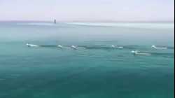 قطيع من الغزلان يعبر خليج العقبة من سيناء إلى تبوك السعودية 6 نوفمبر 2019