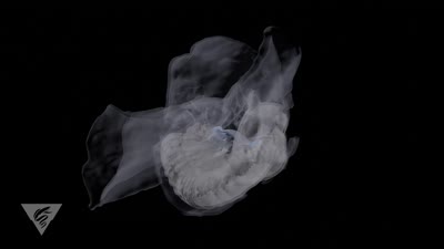 Siphonophorae Which was discovered in June 2020