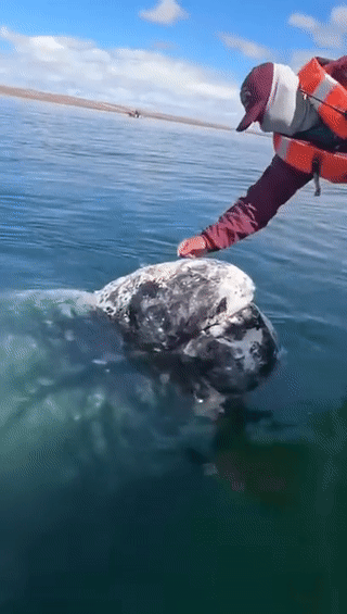 قبطان على قارب في بحيرة أوجو دوى ليبر، اعتاد على علاج هذا الحوت من قمل الحيتان.