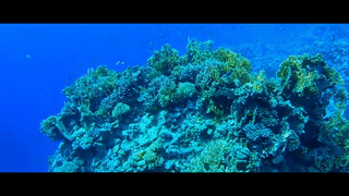 الغوص في منطقة رأس نصراني، شرم الشيخ