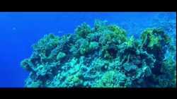 الغوص في منطقة رأس نصراني، شرم الشيخ