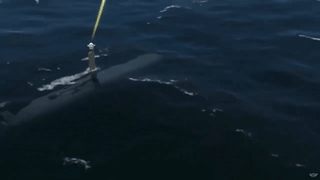 فيديو لاختبار الغواصة المسيرة أوركا، نشرته بوينج، أغسطس 2023