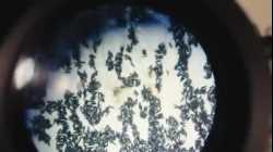 تقرير عن مصنع ميديلين للبعوض المعدل وراثيا بكولمبيا