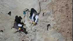 اكتشاف حوت منقرض في منطقة الجوف، السعودية، يونيو 2021