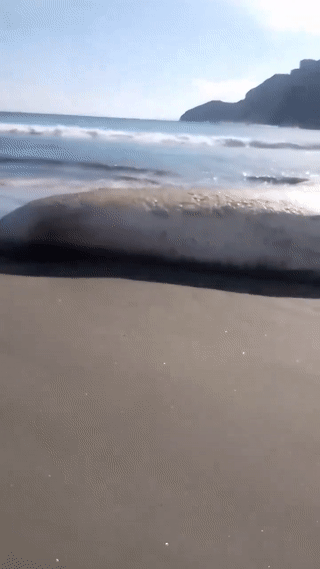 أخطبوط عملاق عثر عليه على إحدى شواطئ لومبوك، إندونيسيا، 3 يونيو 2024