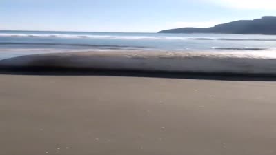 أخطبوط عملاق عثر عليه على إحدى شواطئ لومبوك، إندونيسيا، 3 يونيو 2024