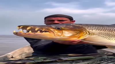 سمكة الرشال العملاق