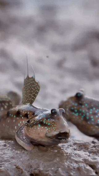 أسماك نطاط الطين