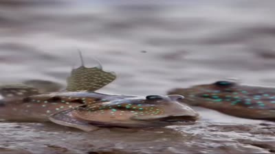 أسماك نطاط الطين