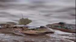 أسماك نطاط الطين