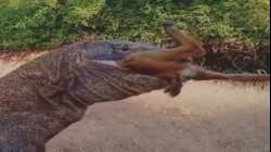 تنين كومودو ينال من فريسته