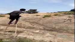 يستخدم شعب البنا الإثيوبي عصى التطويل الخشبية لحماية أنفسهم من الثعابين السامة.