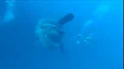 سمكة الشمس المحيطية