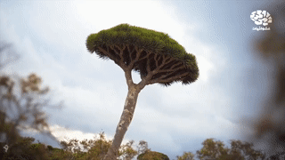 جزيرة سقطرى اليمنية