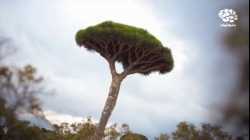 جزيرة سقطرى اليمنية