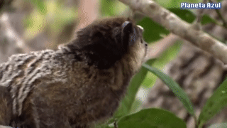 أصوات قرد المارموست في البرية