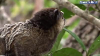 أصوات قرد المارموست في البرية