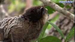 أصوات قرد المارموست في البرية