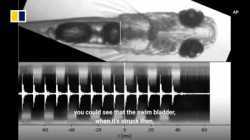 Video automatically booked