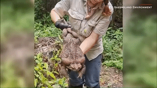 علجوم القصب، أكبر ضفدع بالعالم