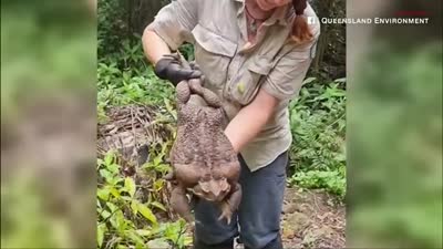 علجوم القصب، أكبر ضفدع بالعالم