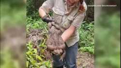 علجوم القصب، أكبر ضفدع بالعالم