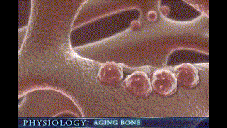 فسيولوجيا - آليات