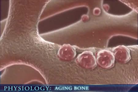 فسيولوجيا - آليات