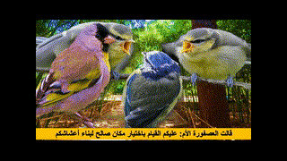 جنة العصافير 