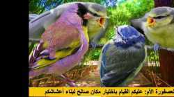 جنة العصافير 