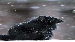 سنجاب أسود يجلس تحت الثلج في كندا