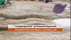 العثور على أحفورة تنين البحر في المملكة المتحدة، يناير 2022