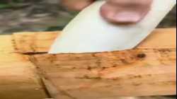 كيفية حصاد القرفة