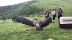 إطلاق عقاب جريفون الأوراسي إلى البرية