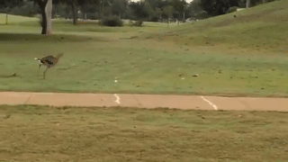 طائر المقنزع أحمر الرجل يلهو بكرة جولف