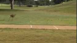 طائر المقنزع أحمر الرجل يلهو بكرة جولف