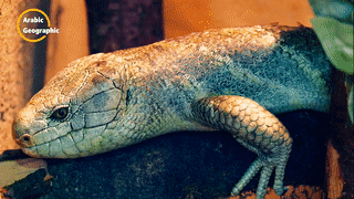 سمكة الرمال