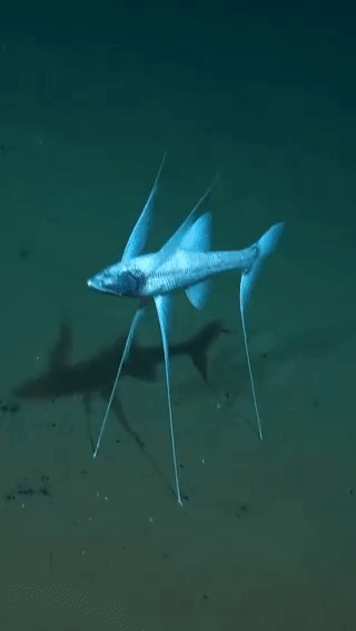 السمكة ثلاثية القوائم