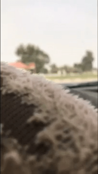 عينية الصمة القشيري، القصيدة كاملة.