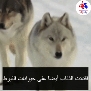 yollowstone - wolves 1080