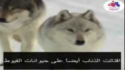 yollowstone - wolves 1080